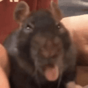 vinnyscalletta